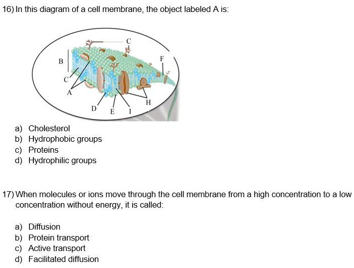 Video Solution In This Diagram Of A Cell Membrane The Object Labeled A Is Cholesterol