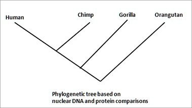 SOLVED: 'The Phylogenetic Tree Illustrates The Relationship Between ...