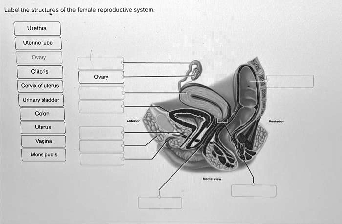 Solved: Label The Structures Of The Female Reproductive System. Urethra 