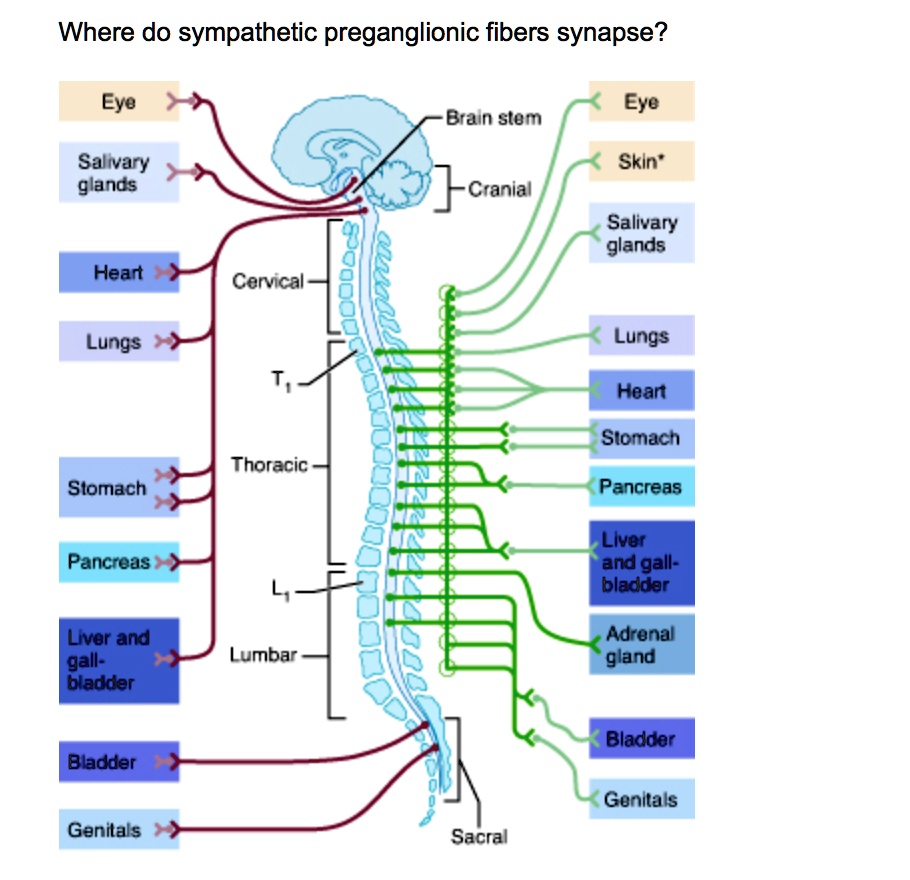 SOLVED: Where do sympathetic preganglionic fibers synapse? Eye Eye ...