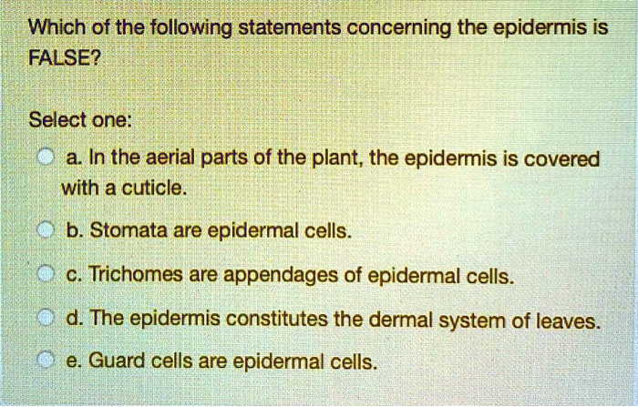 SOLVED: Which of the following statements concerning the epidermis is