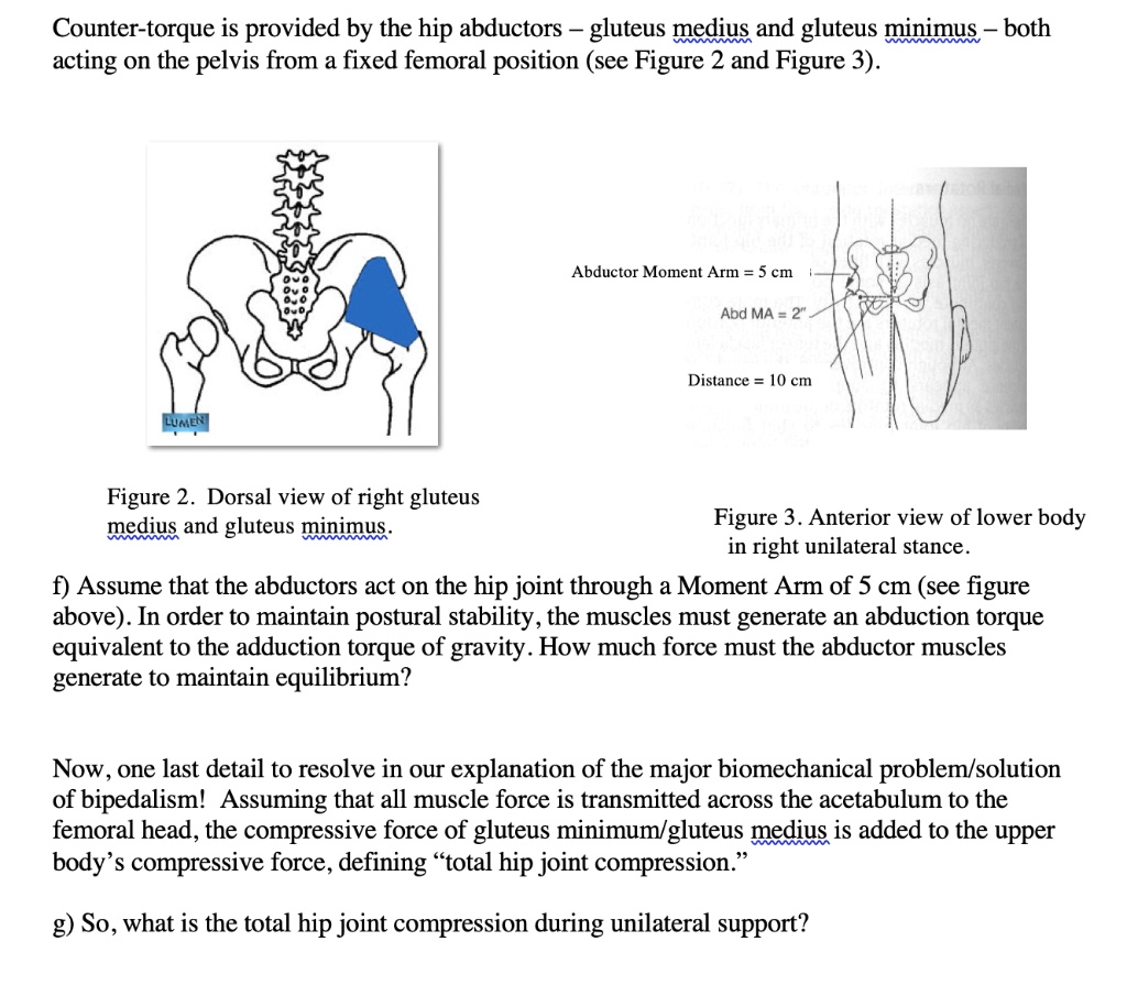 SOLVED Countertorque is provided by the hip abductors gluteus