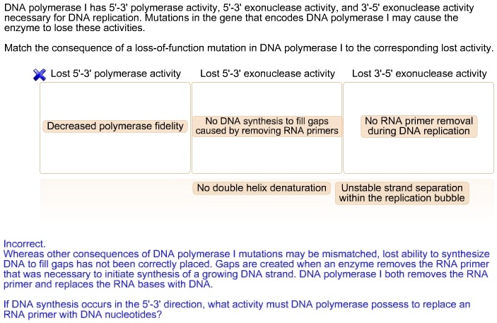 DNA polymerase I has 5'-3' polymerase activity, 5'-3' exonuclease activity, and 3'-5' exonuclease activity necessary for DNA replication. Mutations in the gene that encodes DNA polymerase I may cause the enzyme to lose these activities.

Match the consequence of a loss-of-function mutation in DNA polymerase I to the corresponding lost activity.

Lost 5'-3' polymerase activity
Lost 5'-3' exonuclease activity
Lost 3'-5' exonuclease activity

Decreased polymerase fidelity
No DNA synthesis to fill gaps caused by removing RNA primers
No RNA primer removal during DNA replication

No double helix denaturation
Unstable strand separation within the replication bubble

Incorrect.
Whereas other consequences of DNA polymerase I mutations may be mismatched, lost ability to synthesize DNA to fill gaps has not been correctly placed. Gaps are created when an enzyme removes the RNA primer that was necessary to initiate synthesis of a growing DNA strand. DNA polymerase I both removes the RNA primer and replaces the RNA bases with DNA.

If DNA synthesis occurs in the 5'-3' direction, what activity must DNA polymerase possess to replace an RNA primer with DNA nucleotides?