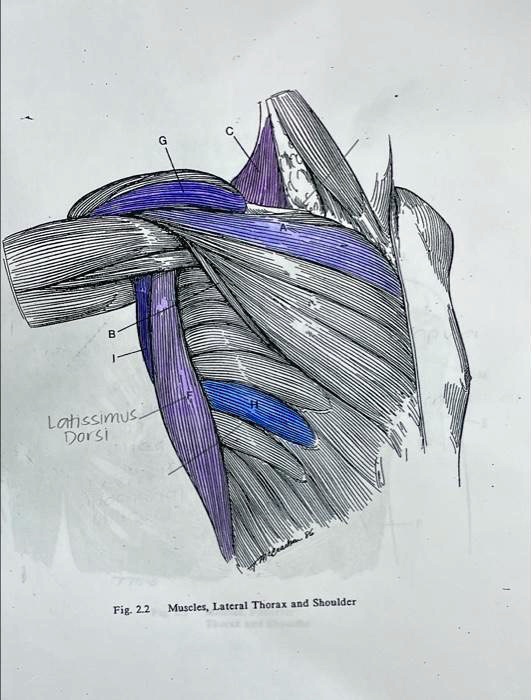 Solved Identify The Muscle Labeled Its Origin Insertion Action And Innervation Latissimus