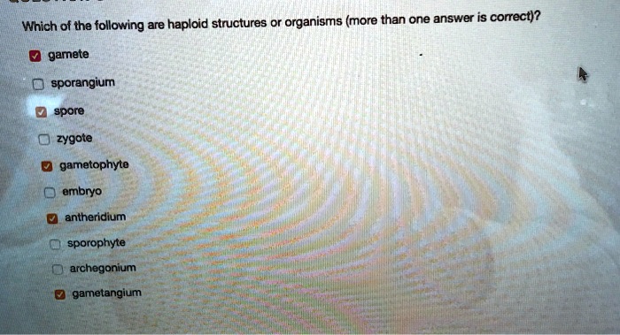 Which of the following are haploid structures or organisms (more than one answer is correct)?
gamete
sporangium
spore
zygote
gametophyte
embryo
antheridium
sporophyte
archegonium
gametangium