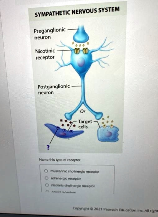 SYMPATHETIC NERVOUS SYSTEM
Preganglionic neuron
Nicotinic receptor
Postganglionic neuron
Or
Target cells
?
Name this type of receptor.
muscarinic cholinergic receptor
adrenergic receptor
nicotinic cholinergic receptor
opioid receptors