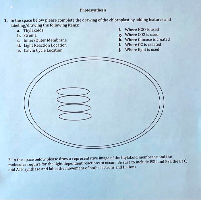 Photosynthesis And Chloroplast Diagram Labeling Worksheet