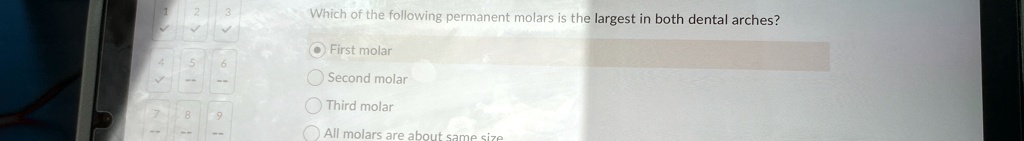 Which of the following permanent molars is the largest in both dental arches?
•First molar
Second molar
Third molar
All molars are about same size