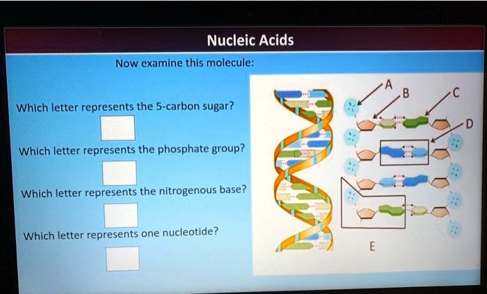 Solved Nucleic Acids Now Examine This Molecule Which Letter Represents The 5 Carbon Sugar 9031