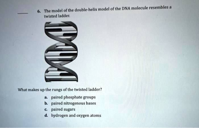 solved-the-model-of-the-double-helix-model-ofthe-dna-molecule