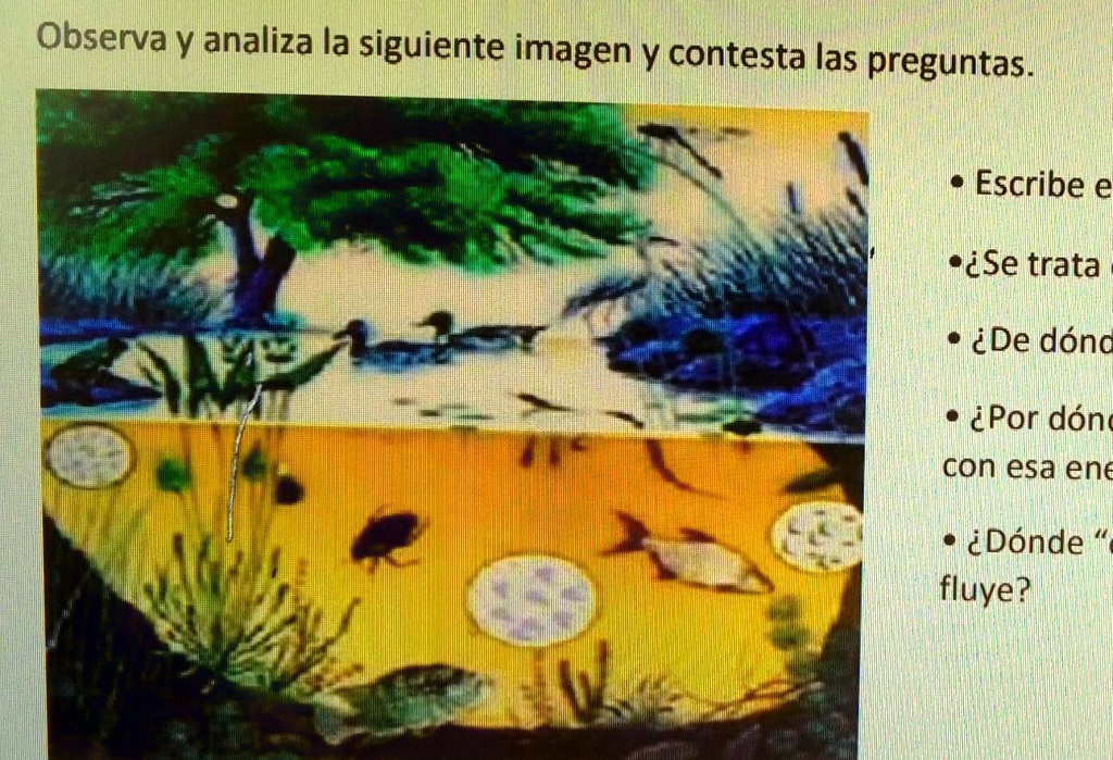 SOLVED: Escribe el concepto de ecosistema. •¿Se trata de un ecosistema