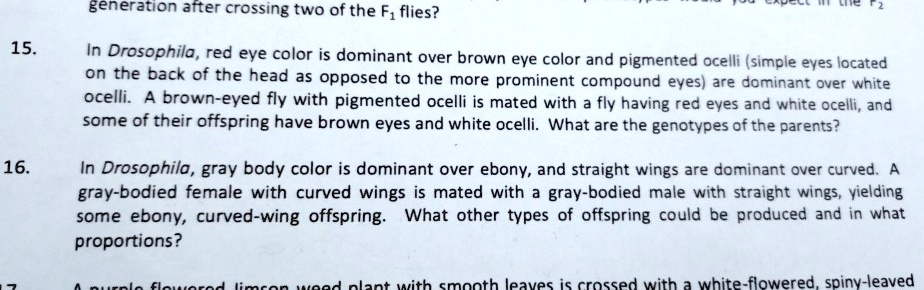 15. In Drosophila, red eye color is dominant over brown eye color and pigmented ocelli (simple eyes located on the back of the head as opposed to the more prominent compound eyes) are dominant over white ocelli. A brown-eyed fly with pigmented ocelli is mated with a fly having red eyes and white ocelli, and some of their offspring have brown eyes and white ocelli. What are the genotypes of the parents?

16. In Drosophila, gray body color is dominant over ebony, and straight wings are dominant over curved. A gray-bodied female with curved wings is mated with a gray-bodied male with straight wings, yielding some ebony, curved-wing offspring. What other types of offspring could be produced and in what proportions?