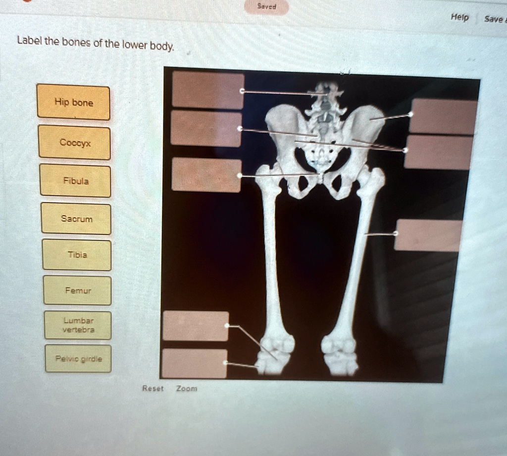 label the bones of the lower body hip bone coccyx fibula sacrum tibia ...