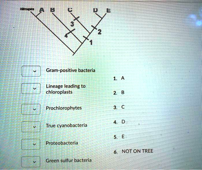 SOLVED Grampositive bacteria Lineage leading to chloroplasts Prochlorophytes True