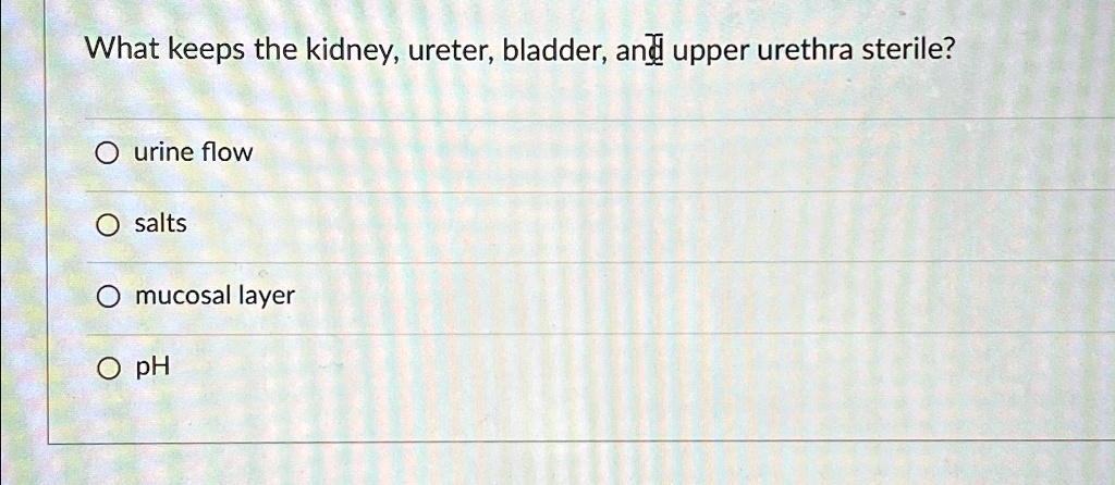 Salt Bladder What keeps the kidney, ureter, bladder, and upper urethra sterile ...