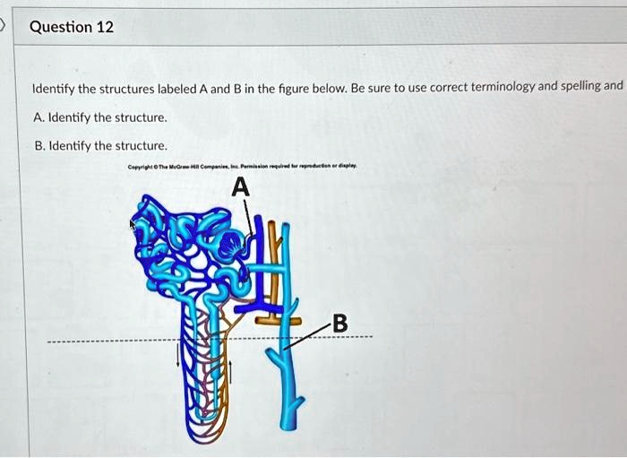 SOLVED: Question 12 Identify The Structures Labeled A And B In The ...