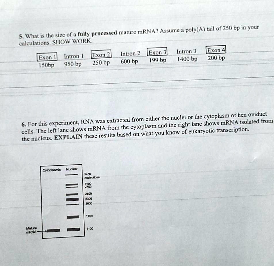 5. What is the size of a fully processed mature mRNA? Assume a poly(A) tail of 250 bp in your calculations. SHOW WORK.

Exon 1 Intron 1 Exon 2 Intron 2 Exon 3 Intron 3 Exon 4
150bp 950 bp 250 bp 600 bp 199 bp 1400 bp 200 bp

6. For this experiment, RNA was extracted from either the nuclei or the cytoplasm of hen oviduct cells. The left lane shows mRNA from the cytoplasm and the right lane shows mRNA isolated from the nucleus. EXPLAIN these results based on what you know of eukaryotic transcription.

Cytoplasmic Nuclear
5450 nucleotides
3100
2750
2500
2300
2000
1700
Mature mRNA 1100