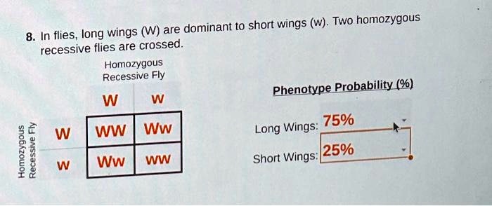 Long Wing Fly 8. In flies, long wings (W) are dominant to short wings (w). Two ...