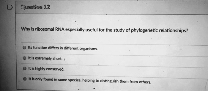 Why is ribosomal RNA especially useful for the study of phylogenetic relationships?

Its function differs in different organisms.
It is extremely short.
It is highly conserved.
It is only found in some species, helping to distinguish them from others.