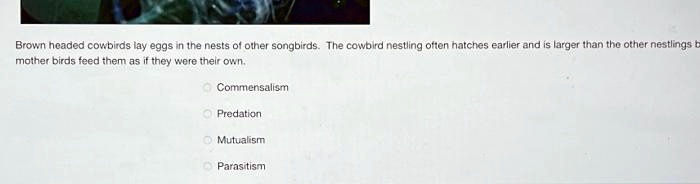 SOLVED: Texts: Brown-headed cowbirds lay eggs in the nests of other