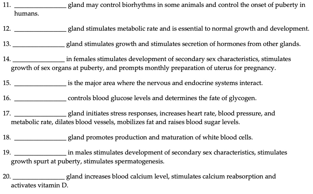 11.  gland may control biorhythms in some animals and control the onset of puberty in
humans.

12.  gland stimulates metabolic rate and is essential to normal growth and development.

13.  gland stimulates growth and stimulates secretion of hormones from other glands.

14.  in females stimulates development of secondary sex characteristics, stimulates
growth of sex organs at puberty, and prompts monthly preparation of uterus for pregnancy.

15.  is the major area where the nervous and endocrine systems interact.

16.  controls blood glucose levels and determines the fate of glycogen.

17.  gland initiates stress responses, increases heart rate, blood pressure, and
metabolic rate, dilates blood vessels, mobilizes fat and raises blood sugar levels.

18.  gland promotes production and maturation of white blood cells.

19.  in males stimulates development of secondary sex characteristics, stimulates
growth spurt at puberty, stimulates spermatogenesis.

20.  gland increases blood calcium level, stimulates calcium reabsorption and
activates vitamin D.