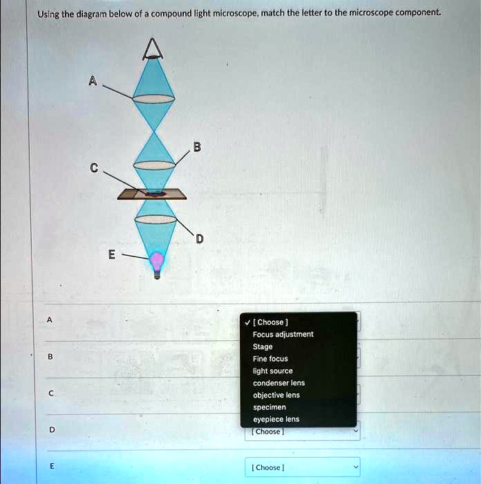 SOLVED Using the diagram below of a compound light microscope, match