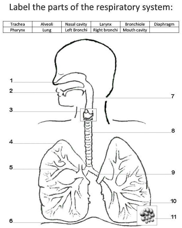 SOLVED: Please help me here. Label the parts of the respiratory system ...
