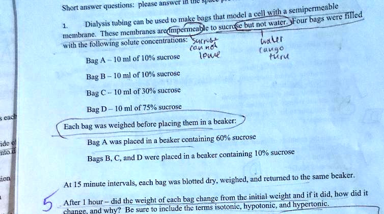 Short answer questions: please answer in the space provided.
1. Dialysis tubing can be used to make bags that model a cell with a semipermeable membrane. These membranes are impermeable to sucrose but not water. Four bags were filled with the following solute concentrations:
Bag A - 10 ml of 10% sucrose
Bag B - 10 ml of 10% sucrose
Bag C - 10 ml of 30% sucrose
Bag D - 10 ml of 75% sucrose
Each bag was weighed before placing them in a beaker:
Bag A was placed in a beaker containing 60% sucrose
Bags B, C, and D were placed in a beaker containing 10% sucrose
At 15 minute intervals, each bag was blotted dry, weighed, and returned to the same beaker.
After 1 hour - did the weight of each bag change from the initial weight and if it did, how did it change, and why? Be sure to include the terms isotonic, hypotonic, and hypertonic.