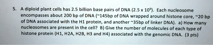 A diploid plant cell has 2.5 billion base pairs of DNA (2.5 x 10^9 ...
