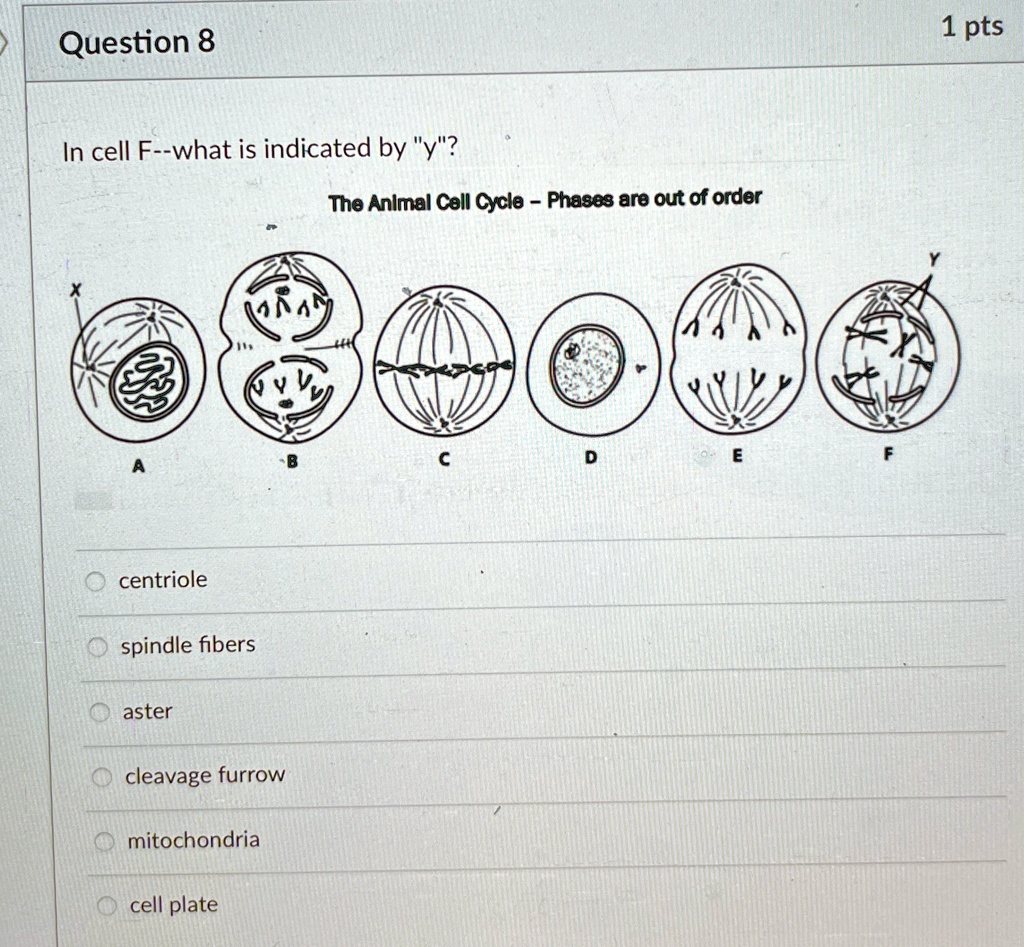 Question 8
In cell F–what is indicated by "y"?
The Animal Cell Cycle - Phases are out of order
X
A
B
C
D
E
F
O centriole
spindle fibers
aster
cleavage furrow
mitochondria
cell plate
Y
1 pts