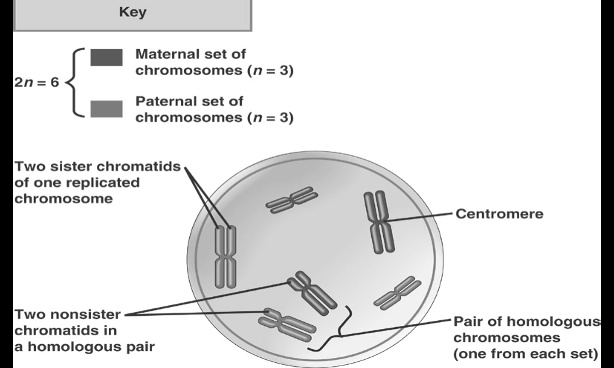 2n = 6 Key Maternal set of chromosomes (n = 3) Paternal set of ...