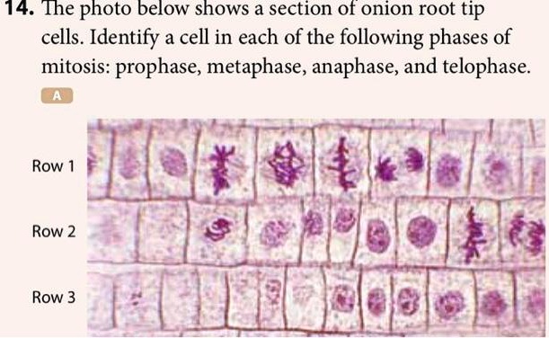SOLVED: 14. Ihe photo below shows a section of onion root tip cells ...