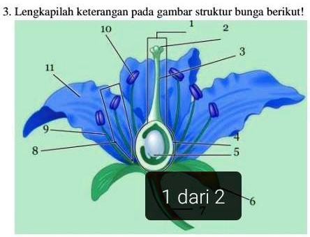 SOLVED: lengkapilah keterangan pada gambar struktur bunga berikut! 3