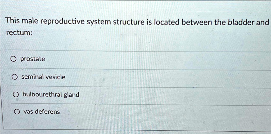This male reproductive system structure is located between the bladder ...