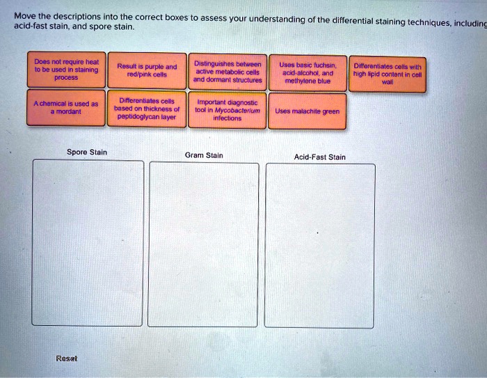 Move the descriptions into the correct boxes to assess your understanding of the differential staining techniques, including acid-fast stain, and spore stain.

Does not require heat to be used in staining process
Result is purple and red/pink cells
Distinguishes between active metabolic cells and dormant structures
Uses basic fuchsin, acid-alcohol, and methylene blue
Differentiates cells with high lipid content in cell wall
A chemical is used as a mordant
Differentiates cells based on thickness of peptidoglycan layer
Important diagnostic tool in Mycobacterium infections
Uses malachite green

Spore Stain
Gram Stain
Acid-Fast Stain

Reset