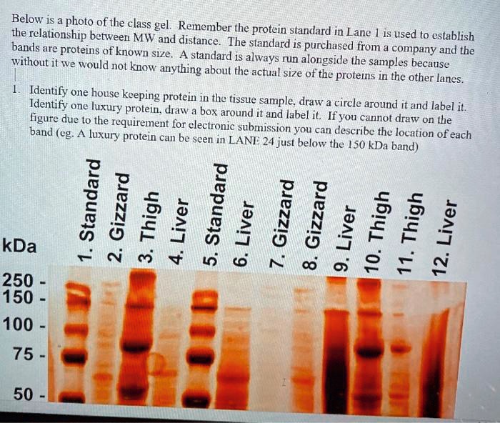 Below is a photo of the class gel. Remember the protein standard in Lane 1 is used to establish the relationship between MW and distance. The standard is purchased from a company and the bands are proteins of known size. A standard is always run alongside the samples because without it we would not know anything about the actual size of the proteins in the other lanes. 1. Identify one house keeping protein in the tissue sample, draw a circle around it and label it. Identify one luxury protein, draw a box around it and label it. If you cannot draw on the figure due to the requirement for electronic submission you can describe the location of each band (eg. A luxury protein can be seen in LANE 24 just below the 150 kDa band)

kDa
250 -
150 -
100 -
75 -
50 -

1. Standard
2. Gizzard
3. Thigh
4. Liver
5. Standard
6. Liver
7. Gizzard
8. Gizzard
9. Liver
10. Thigh
11. Thigh
12. Liver