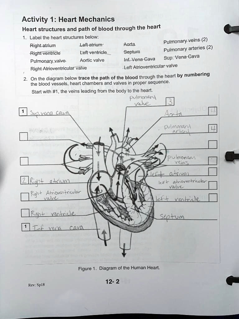 SOLVED Label the structures with the given vocabulary above. On the