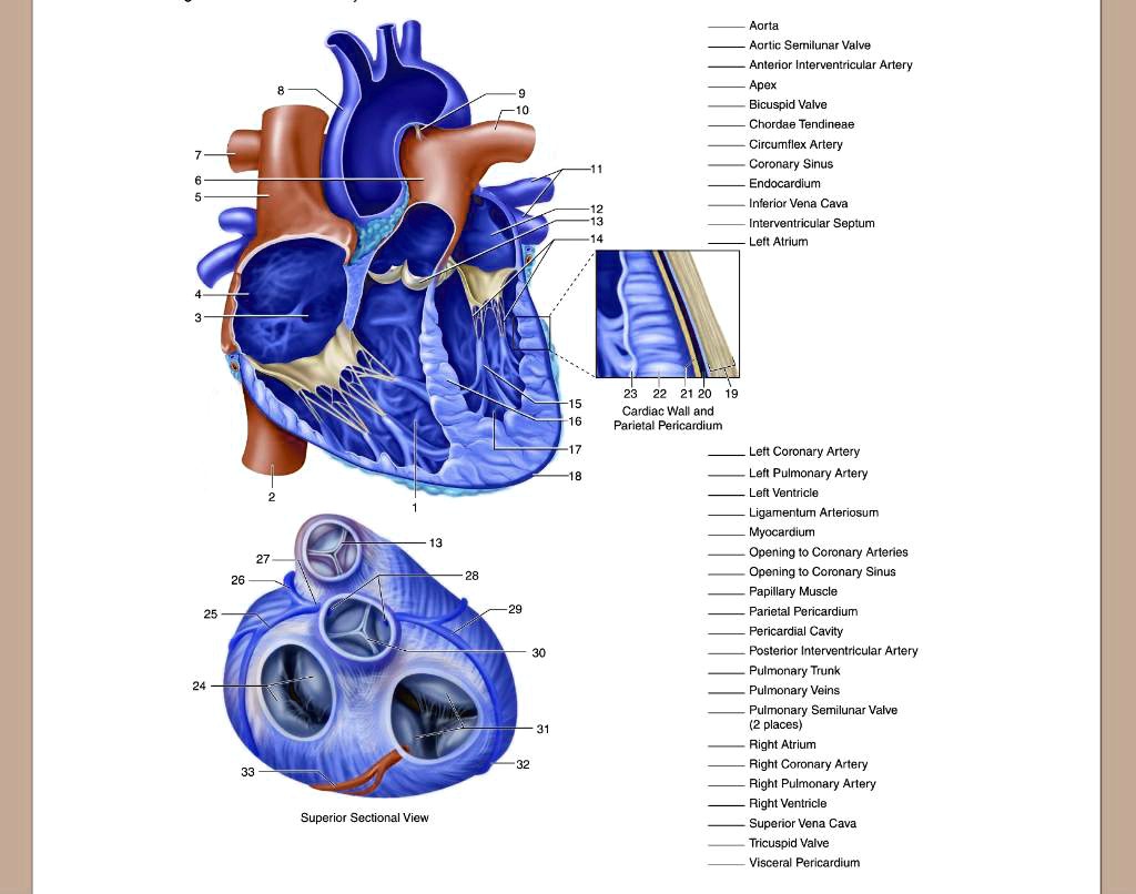 SOLVED Text Label internal anatomy of the heart Aorta Aortic