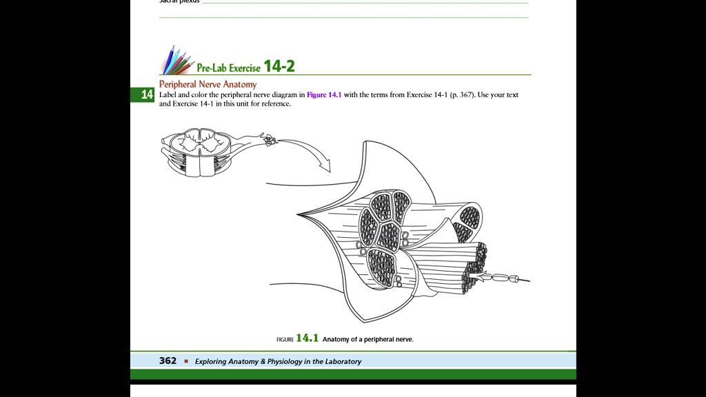 SOLVED PreLab Exercise 142 Peripheral Nerve Anatomy Lab and color the peripheral nerve