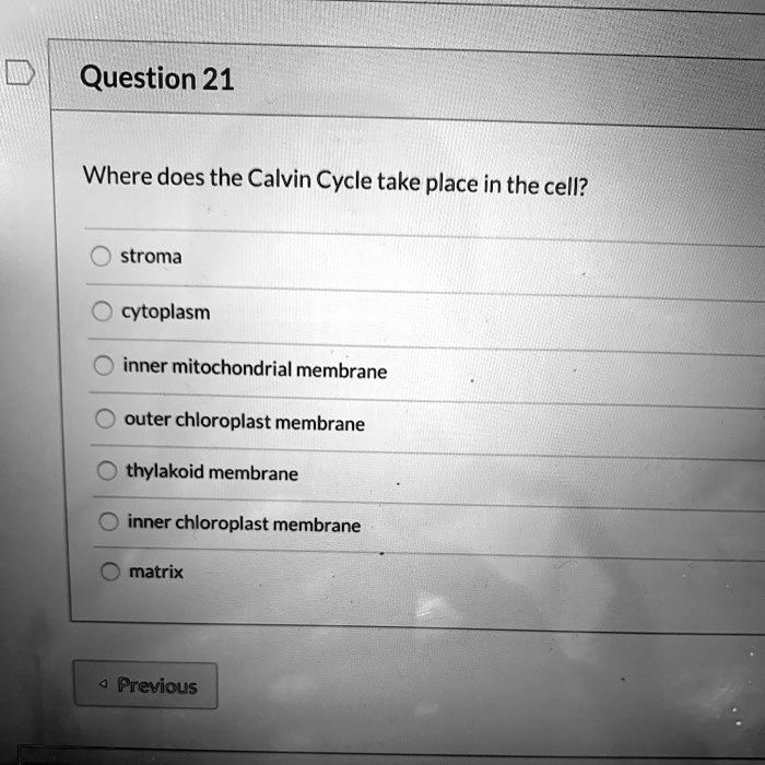 Where does the Calvin Cycle take place in the cell?
stroma
cytoplasm
inner mitochondrial membrane
outer chloroplast membrane
thylakoid membrane
inner chloroplast membrane
matrix