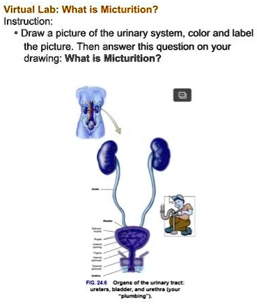 how to draw urinary system - YouTube