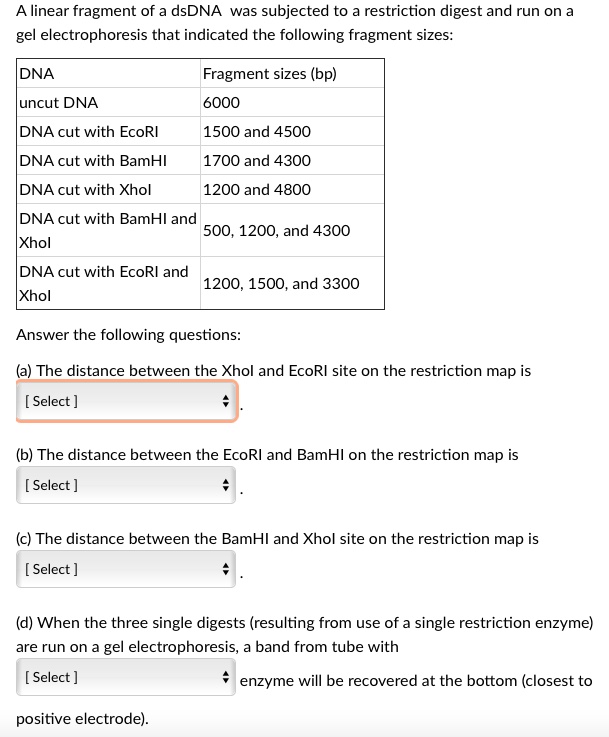 SOLVED:A linear fragment of dsDNA was subjected to restriction digest ...