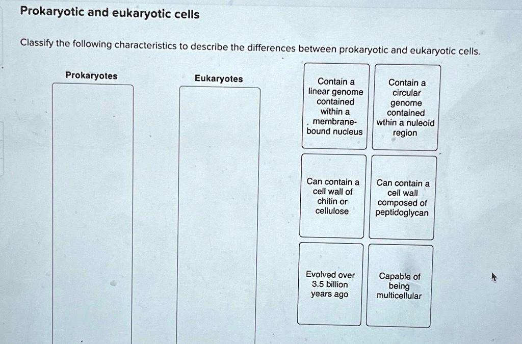SOLVED Prokaryotic and eukaryotic cells Classify the following characteristics to describe the