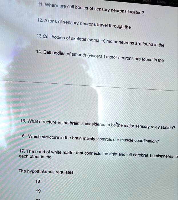 SOLVED: 11. Where are cell bodies of sensory neurons located? 12. Axons ...