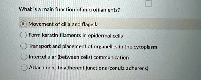 What is a main function of microfilaments?
Movement of cilia and flagella
Form keratin filaments in epidermal cells
Transport and placement of organelles in the cytoplasm
Intercellular (between cells) communication
Attachment to adherent junctions (zonula adherens)
