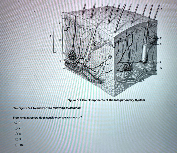 Solved: Figure 5-1: The Components Of The Integumentary System Use 