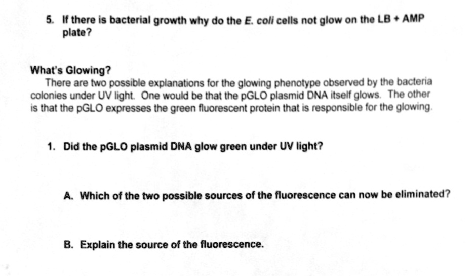 SOLVED If there is bacterial growth, why do the E. coli cells not glow