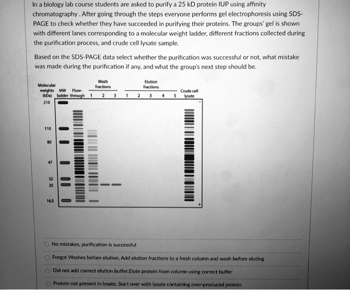 In a biology lab course students are asked to purify a 25 kD protein IUP using affinity chromatography . After going through the steps everyone performs gel electrophoresis using SDS-PAGE to check whether they have succeeded in purifying their proteins. The groups' gel is shown with different lanes corresponding to a molecular weight ladder, different fractions collected during the purification process, and crude cell lysate sample.

Based on the SDS-PAGE data select whether the purification was successful or not, what mistake was made during the purification if any, and what the group's next step should be.

Molecular weights (kDa)
MW ladder
Flow-through
Wash fractions
Elution fractions
Crude cell lysate

No mistakes, purification is successful
Forgot Washes before elution, Add elution fractions to a fresh column and wash before eluting
Did not add correct elution buffer,Elute protein from column using correct buffer
Protein not present in lysate, Start over with lysate containing over-produced protein
