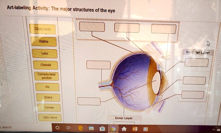 Art-labeling Activity: The major structures of the eye

Ciliary body
Retina
Lens
Choroid
Corneoscleral junction
Iris
Sclera
Cornea
Optic nerve

Vascular Layer
Inner Layer