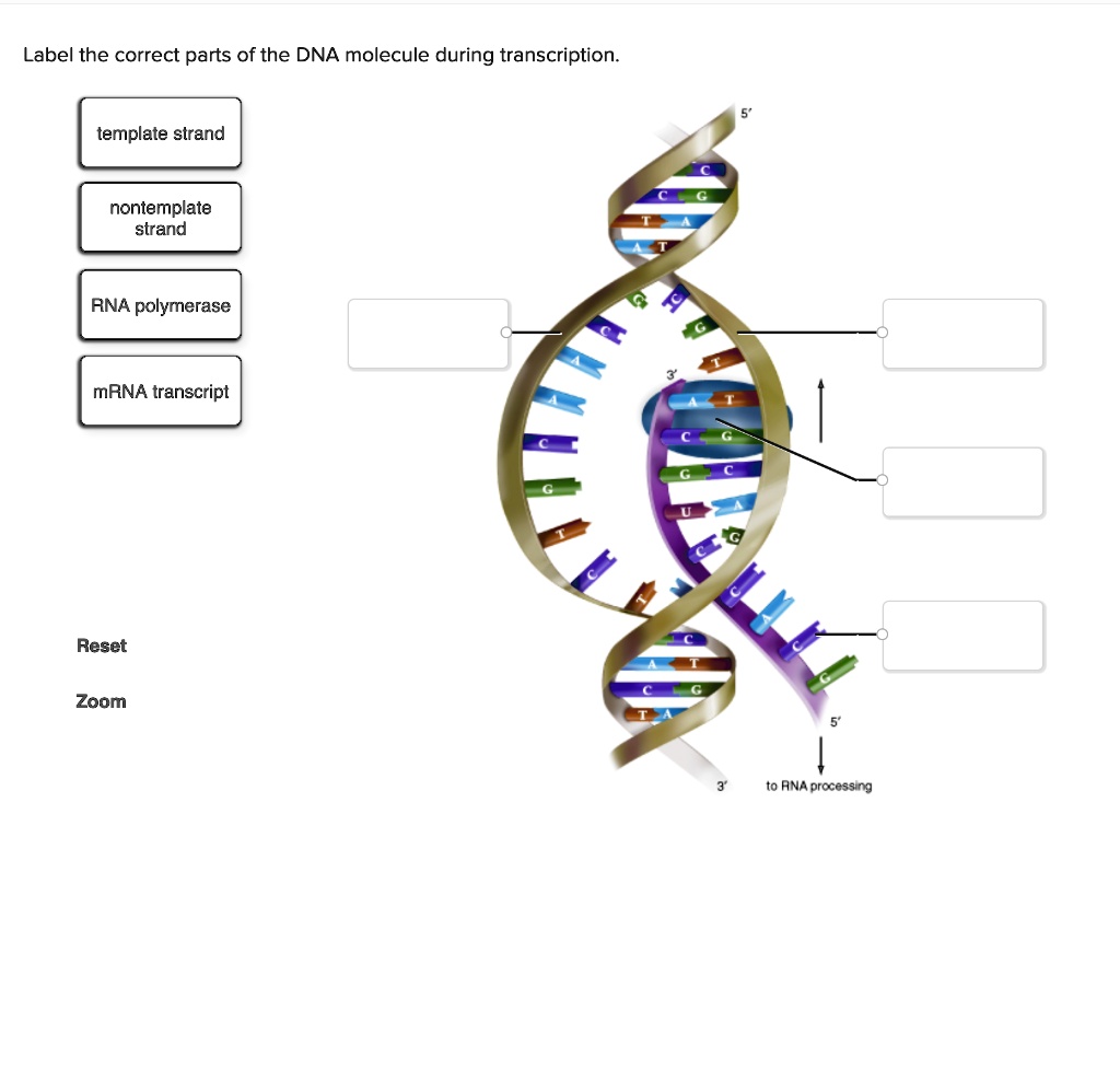 SOLVED: Label the correct parts of the DNA molecule during ...
